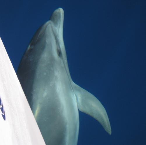 zeilen bij elba dolfijn